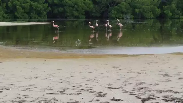 Se presume que las aves procedan de El Cuyo, Las Coloradas, Río Lagartos y hasta de Cuba