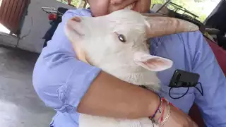 Una singular cabra de año y medio de edad, de nombre “Tempranillo Ruiz”