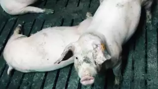 Las granjas contaminan el agua e invaden territorio selvático