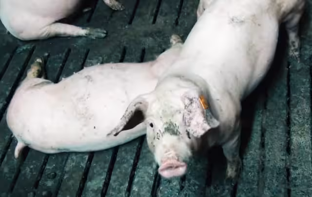 Las granjas contaminan el agua e invaden territorio selvático