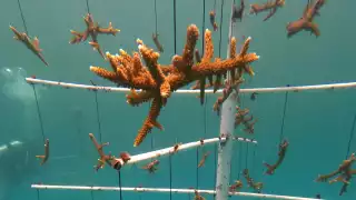 Solo 20% del coral del Caribe Mexicano sigue vivo, alerta director de parque en Cancún