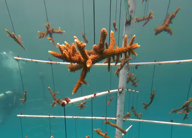 Más del 80% del coral del Caribe Mexicano está perdido; contaminación terrestre, principal causa