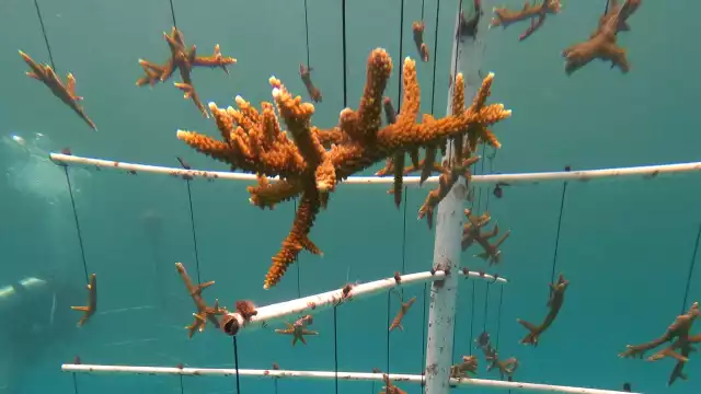 Más del 80% del coral del Caribe Mexicano está perdido; contaminación terrestre, principal causa