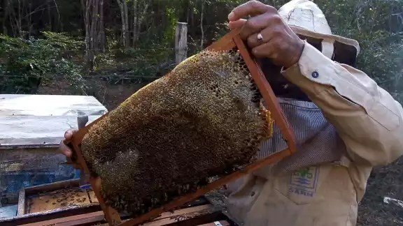 Trabajadores del sector confían en que se tenga este año un buen precio y demanda de este producto