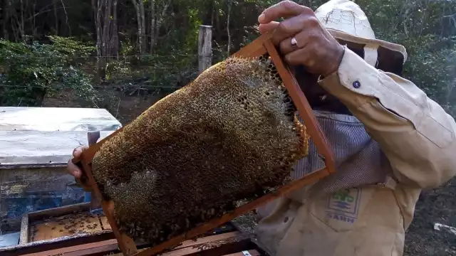 Trabajadores del sector confían en que se tenga este año un buen precio y demanda de este producto