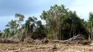 En dos años, la Península de Yucatán perdió más de 525 mil hectáreas de selva