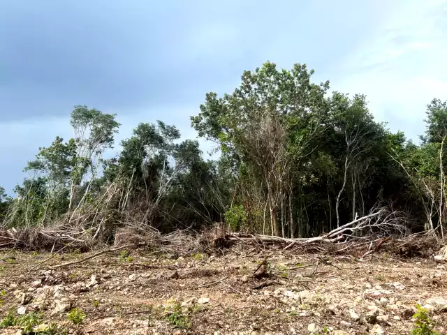 En dos años, en Quintana Roo se arrasaron 112 mil ha de vegetación, principalmente en Chetumal y Bacalar.