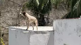 ¡Evita sanciones! Esto cuesta poner en riesgo a tu mascota por el calor en Campeche      