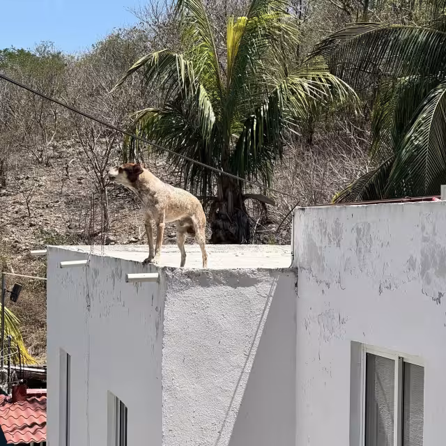También pidió cuidar a la fauna silvestre.