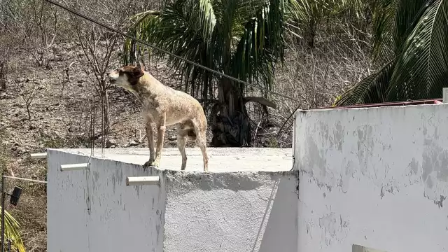 También pidió cuidar a la fauna silvestre.