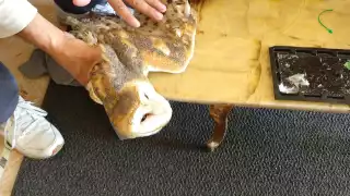 El joven de nombre Jesús Briceño encontró a un ejemplar de lechuza que se encontraba herida por tener dos trampas de rata, una en cada ala