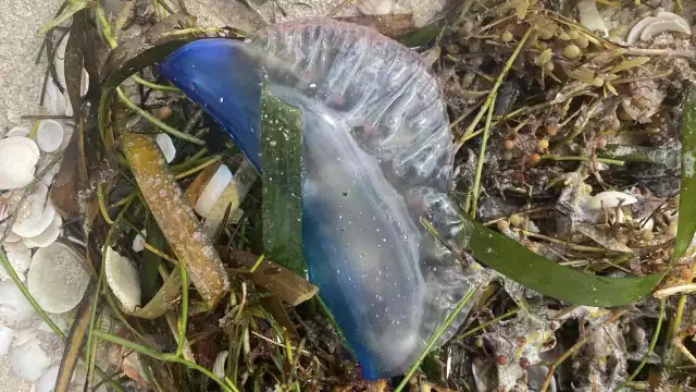 La fragata portuguesa fue vista en San Crisanto durante el fin de semana
