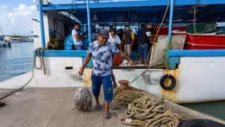 Alerta en Yucatán por caída de 50% en la captura de pulpo a principios de la temporada