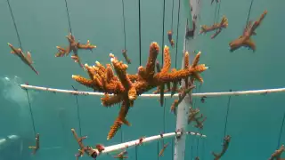 Más del 80% del coral del Caribe Mexicano está perdido; contaminación terrestre, principal causa