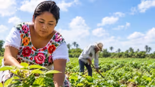 Mujeres representan apenas 9.7% de la mano de obra agropecuaria en Yucatán