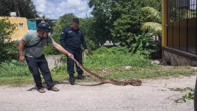 Yucatán cerró 2025 entre las entidades con más mordeduras en el país, con 98 personas afectadas