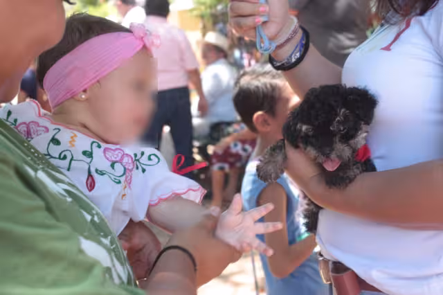 El principal síntoma de este padecimiento es el reflejo blanco o amarillo en la pupila