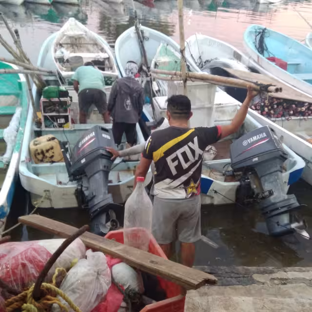 Las razones de poca presa, aluden trabajadores, derivan por cambios en las temperaturas y porque el cefalópodo se “encueva”