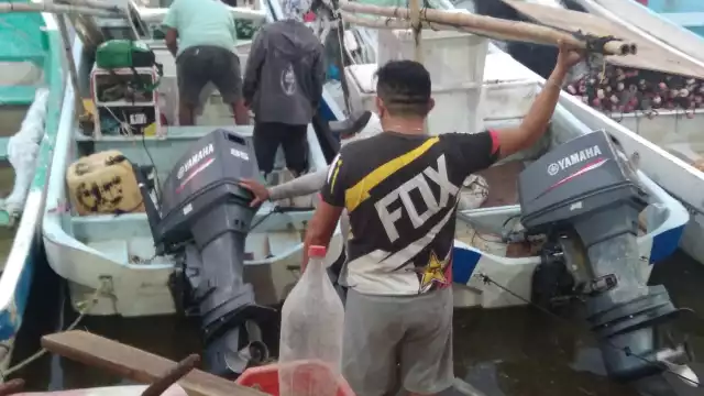 Las razones de poca presa, aluden trabajadores, derivan por cambios en las temperaturas y porque el cefalópodo se “encueva”