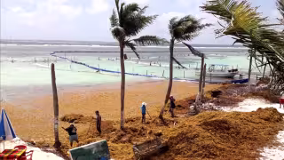 Reportes indican que se detectaron 90 mil 538 toneladas de marcoalga flotando en el mar Caribe