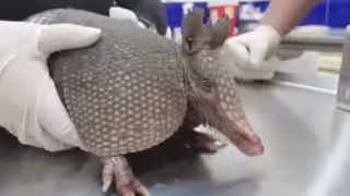 El animalito fue diagnosticado por lesiones leves por arrastre.