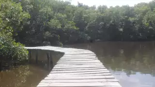 Punta Morena es un espacio lleno de vida que se interna en los humedales del espeso mangle