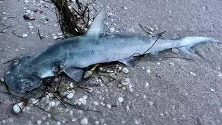 Hallan los restos de un tiburón en Progreso: ¿Es el mismo que un hombre sacó del mar?  