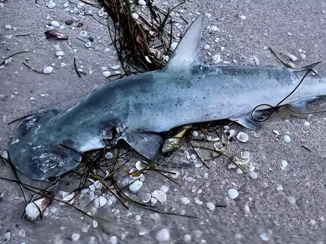 El hecho fue documentado poco tiempo después de que un hombre capturara otro ejemplar en playas del puerto