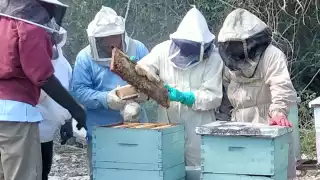 Los productores de miel dijeron que se ven en la necesidad de abandonar esta labor porque que cada día es menos redituable