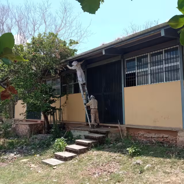 Enjambre de abejas provoca pánico en secundaria de Tenabo.