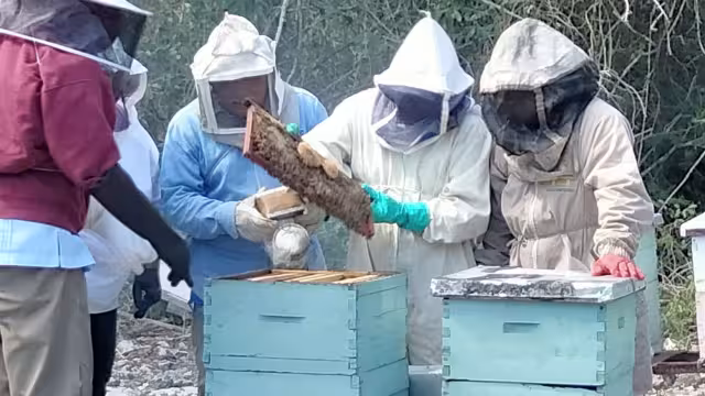 Los productores de miel dijeron que se ven en la necesidad de abandonar esta labor porque que cada día es menos redituable