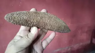 Peine de la Xtabay, el fruto de Yucatán que podría ayudar a crecer el cabello