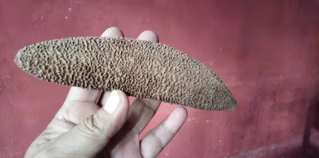 Visitantes que arriban a esta localidad son informados sobre un fruto que es parte de una leyenda maya