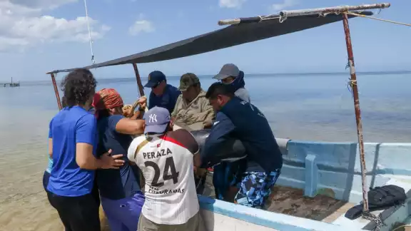 Se teme que la orca pigmea adulta no sobreviva