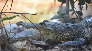 Del agua a las calles: cocodrilos se acercan a casas tras invasiones en la ciénega de Progreso