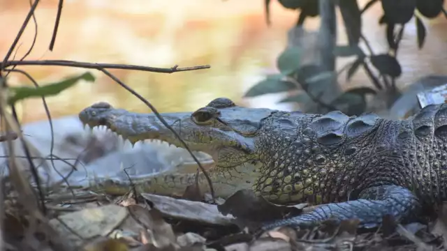 Habitantes de terrenos en la ciénega se preocupan ante el avistamiento de reptiles en la zona