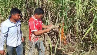 Se espera cumplir con la meta en los siete meses que dura la temporada
