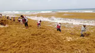Los trabajadores de Zofemat indicaron que para esta cantidad de sargazo deberán redoblar esfuerzos