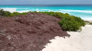 La temporada de recale de sargazo inició en marzo, donde se vieron afectadas diversas playas de Quintana Roo