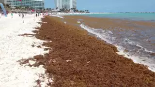 Este sábado el sargazo mostró su punto máximo, ya que se encuentra al rededor de toda la playa