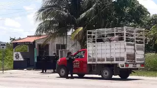Durante 2020, solamente en un rancho del municipio de Tizimín hurtaron 20 bovinos
