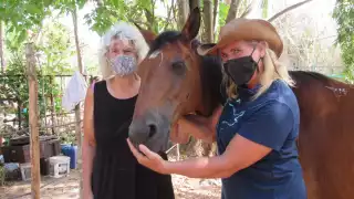 Piden el apoyo ciudadano para atender médicamente a los caballos.