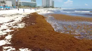 ¿Qué es el sargazo? El alga que "inunda" las costas de Quintana Roo