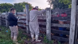Ganaderos de Lázaro Cárdenas ocultan casos de gusano barrenador; cifras oficiales no reflejan la realidad