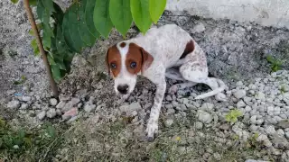 Rescatan a cachorro de cuatro meses tras caer a un pozo en Chetumal