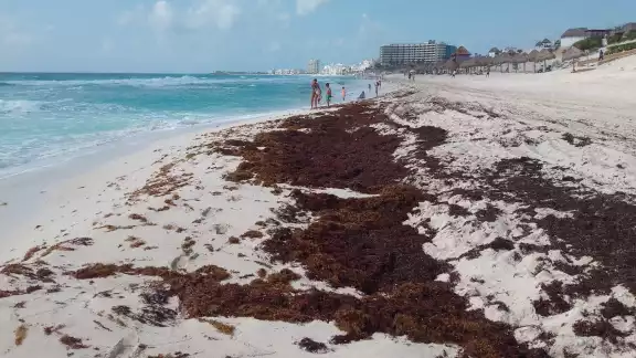 La temporada de sargazo en Cancún inició en marzo, y la Universidad de Florida prevé un recale masivo en costas del CARIBE La temporada de sargazo en Cancún inició en marzo, y la Universidad de Florida prevé un recale masivo en costas del CARIBE
