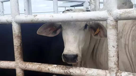 En algunos ranchos han hurtado el cobre de los equipos eléctricos En algunos ranchos han hurtado el cobre de los equipos eléctricos