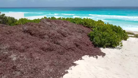 La temporada de recale de sargazo inició en marzo, donde se vieron afectadas diversas playas de Quintana Roo