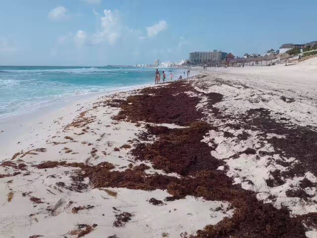 La temporada de sargazo en Cancún inició en marzo, y la Universidad de Florida prevé un recale masivo en costas del CARIBE