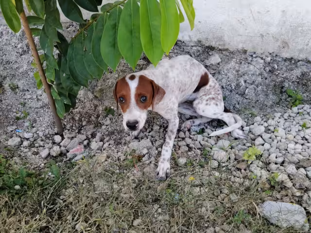 Se trata de un cachorro de 4 meses aproximadamente, el cual fue rescatado del pozo